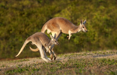 Two of the kangaroos that will be on exhibit at the Nashville Zoo's new Kangaroo Kickabout habitat. (Amiee Stubbs)