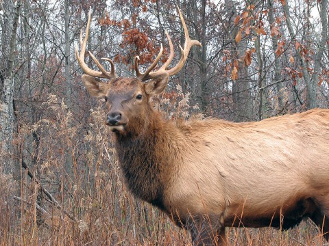 Bull Elk at Land Between the Lakes. (Sherry Bailey)