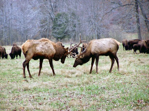 Elk & Bison Prairie at LBL. Elk & Bison Prairie at LBL.