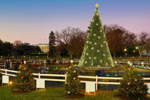The 2012 National Christmas Tree lights up the Ellipse with the south side of the White House visible in the background. (NPS PHOTO) The 2012 National Christmas Tree lights up the Ellipse with the south side of the White House visible in the background. (NPS PHOTO)