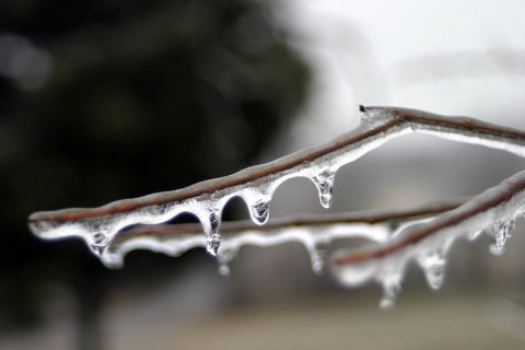 Ice can build up on tree limbs causing them to break and fall on power lines, houses, cars, etc.