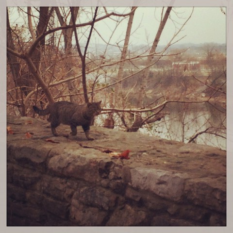 George on the Wall. George on the Wall.