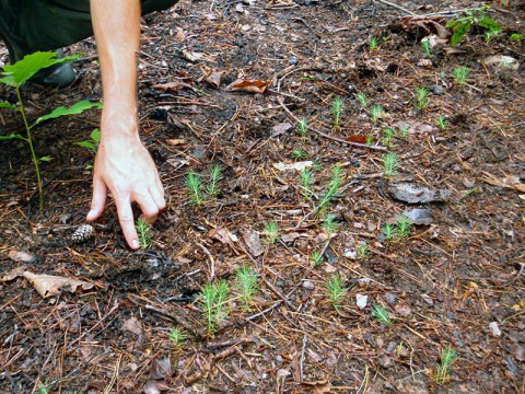 Short Leaf Pine Seedlings at Land Between the Lakes (LBL)