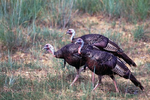 Tennessee Young Sportsman Turkey Hunt Kicks Off 2021 Spring Season Tennessee Young Sportsman Turkey Hunt Kicks Off 2021 Spring Season