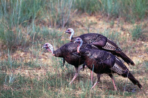 Wild Turkey at LBL. (Land Between The Lakes)