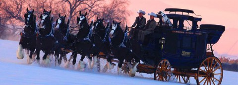 Express Employment Clydesdales to be apart of this year's Rivers and Spires Festival