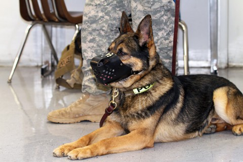 Tomi a patrol explosive detector dog assigned to the 510th Military Police Detachment (Military Working Dog), 716th Military Police Battalion, 101st Sustainment Brigade, 101st Airborne Division (Air Assault), participates in a school visit Feb. 26, at Wassom Middle School at Fort Campbell, Ky. (Sgt. Leejay Lockhart, 101st Sustainment Brigade Public Affairs)