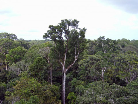 Old-growth Amazon tree canopy in Tapajós National Forest, Brazil. A new NASA study shows that the living trees in the undisturbed Amazon forest draw more carbon dioxide from the air than the forest's dead trees emit. (NASA/JPL-Caltech)