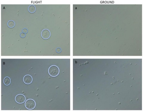 This is an image of light microscopic analyses of fixed C. albicans cultured in spaceflight (A, B) and ground control (a, b) conditions. The purple circles indicate cell clumps of four or more cells, where the cells formed biofilms, a typical characteristic of the pathogenic form of the fungus. (PLOS One/ Crabbé et al, 2013) This is an image of light microscopic analyses of fixed C. albicans cultured in spaceflight (A, B) and ground control (a, b) conditions. The purple circles indicate cell clumps of four or more cells, where the cells formed biofilms, a typical characteristic of the pathogenic form of the fungus. (PLOS One/ Crabbé et al, 2013)