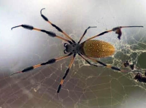 A female golden orb spider in her web, the same type of spider used in the CSI-05 study that inspired the “Spiders in Space” teacher’s guide. (Danielle Anthony) A female golden orb spider in her web, the same type of spider used in the CSI-05 study that inspired the “Spiders in Space” teacher’s guide. (Danielle Anthony)