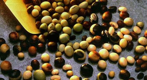 Soybean seeds from the U.S. Department of Agriculture's Soybean Germplasm Collection. (USDA) Soybean seeds from the U.S. Department of Agriculture's Soybean Germplasm Collection. (USDA)