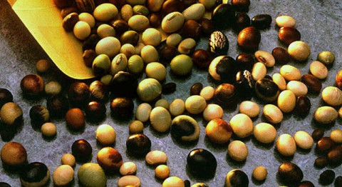 Soybean seeds from the U.S. Department of Agriculture's Soybean Germplasm Collection. (USDA)