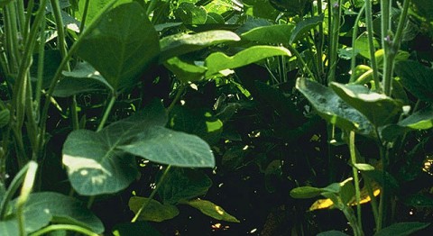 Modern soybean plants have dense top canopies that get more sunlight than they can use for photosynthesis, while limiting photosynthesis in the plant's lower leaves by shading them. (USDA)