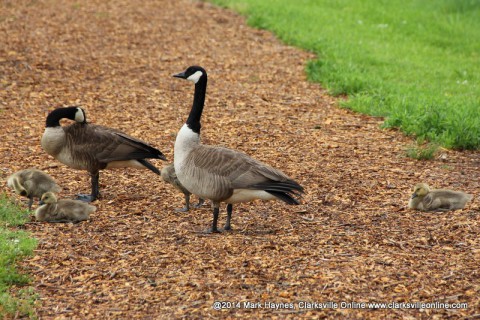 Geese at Dunbar Cave State Park