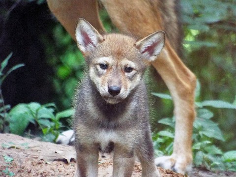 New Red Wolf Pup at Nature Station sticks close to Mom as she ventures out from her den to explore her surroundings. On May 2, 2014, her proud parents welcomed her into the world weighing only 3/4 of a pound. (Brooke Gilley)