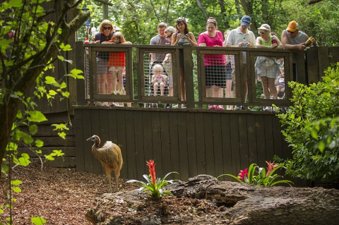 Nashville Zoo Cassowary Exhibit. (Amiee Stubbs)