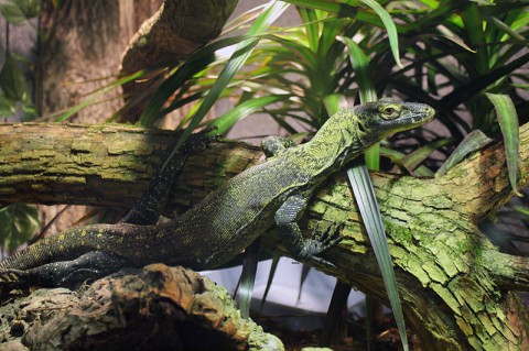 Komodo Dragons now at the Nashville Zoo. (Katie Gregory)