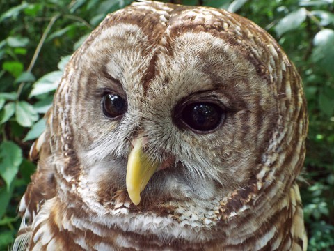 Barred Owl photo taken at Woodlands Nature Station. (Brooke Gilley) Barred Owl photo taken at Woodlands Nature Station. (Brooke Gilley)