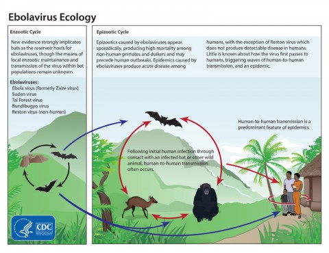 This graphic shows the life cycle of the ebolavirus. Bats are strongly implicated as both reservoirs and hosts for the ebolavirus. Of the five identified ebolavirus subtypes, four are capable of human-to-human transmission. Initial infections in humans result from contact with an infected bat or other wild animal. Strict isolation of infected patients is essential to reduce onward ebolavirus transmission. (CDC)