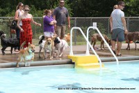 A dog leaps into Swan Lake pool after a ball tossed by his owner during the Clarksville Department of Parks and Recreation’s Doggie Pool Party