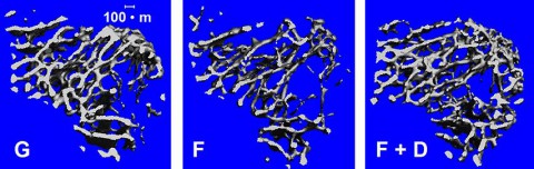 Micro-computed tomography bone density imaging shows ground mice (G) with highly connected, dense spongy bone structure, flight mice (F) with less connectivity and flight mice treated with a myostatin inhibitor (F+D) on STS-118 that appear to have bone structure unaffected by microgravity. (Ted Bateman)