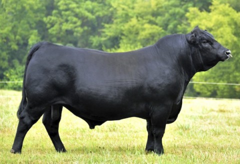 The Sept. 23 event will begin with a dinner at 5:30 p.m., followed by a ribbon cutting at 6:15 p.m. and a special bull auction. The auction will feature the sale of APSU’s finest bull stock, “Big John,” named in memory of John Bartee Sr., former founding member of the APSU agriculture advisory committee. Proceeds from the sale will go to the University farm.