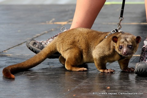 "Molla" the Kinkajou