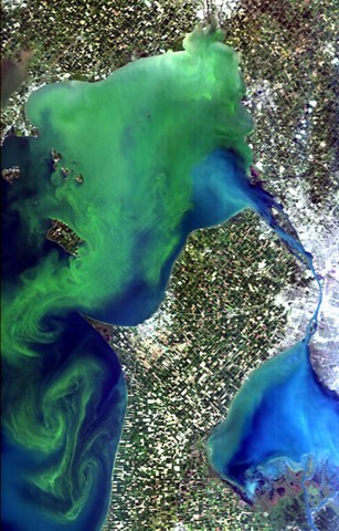 A Hyperspectral Imager for the Coastal Ocean (HICO) image of a massive Microcystis bloom (shown in green) in western Lake Erie, Sept. 3, 2011, as confirmed by spectral analysis. (Curtiss Davis/Oregon State University)