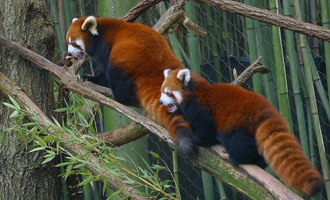 Red Panda Cub and Mother. (Nashville Zoo)