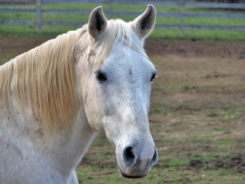 Girl Scouts of Middle Tennessee's Horse, Donut.