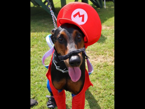 Fun with Fido at Bark in the Park to feature dog-friendly costume contests