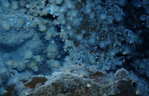 Deep sea creatures, like these anemones at a hydrothermal vent, are not yet feeling the heat from global climate change. Although the top half of the ocean continues to warm, the bottom half has not increased measurably in temperature in the last decade. (NERC)