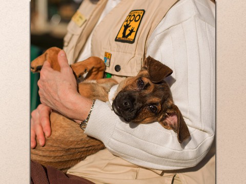 Meet Your Best Friend Animal Adoption Drive at the Nashville Zoo. (Amiee Stubbs)