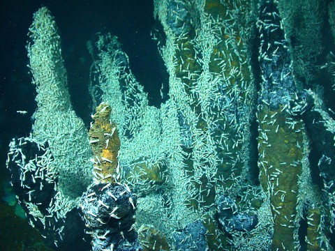 Shrimp called Rimicaris hybisae crawl on the Von Damm Spire, located 7,500 feet (2,300 meters) underwater in the Caribbean. The shrimp live in symbiosis with bacteria. This fascinating ecosystem gives scientists insights into what kind of life could thrive in extreme environments elsewhere, such as Jupiter's moon Europa. (Courtesy Chris German, WHOI/NSF, NASA/ROV Jason © 2012 Woods Hole Oceanographic Institution) Shrimp called Rimicaris hybisae crawl on the Von Damm Spire, located 7,500 feet (2,300 meters) underwater in the Caribbean. The shrimp live in symbiosis with bacteria. This fascinating ecosystem gives scientists insights into what kind of life could thrive in extreme environments elsewhere, such as Jupiter's moon Europa. (Courtesy Chris German, WHOI/NSF, NASA/ROV Jason © 2012 Woods Hole Oceanographic Institution)