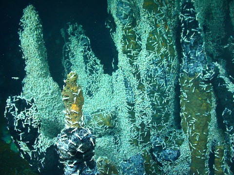 Shrimp called Rimicaris hybisae crawl on the Von Damm Spire, located 7,500 feet (2,300 meters) underwater in the Caribbean. The shrimp live in symbiosis with bacteria. This fascinating ecosystem gives scientists insights into what kind of life could thrive in extreme environments elsewhere, such as Jupiter's moon Europa. (Courtesy Chris German, WHOI/NSF, NASA/ROV Jason © 2012 Woods Hole Oceanographic Institution)