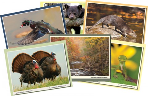 2015-16 Tennessee Wildlife Calendar Photo Contest Underway.