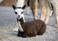 Alpaca Calf born at the Nashville Zoo. (Amiee Stubbs)
