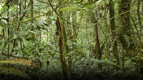 A new NASA study suggests that tropical forests, like this one in Malaysia, absorb more atmospheric carbon dioxide than is absorbed by forests in Alaska, Canada and Siberia. (Wikimedia Commons)