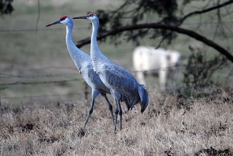  Sandhill Crane.