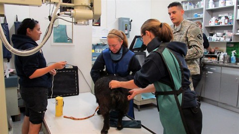 Nashville Zoo partnered with Fort Campbell Veterinary Services allowing them to work with a diverse set of animals. (Nashville Zoo)