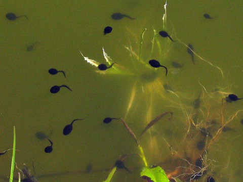 Nashville Zoo - Tadpoles. (Aleksander Niwelinski)