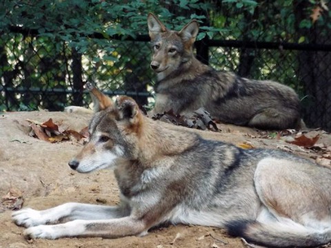 Puppy is now officially 5 months old here. Her 5 month old birthday was Oct 2nd, 2014. Here she is hanging out next to dad. As you can see she is about 1/2 the size of parents. (Brooke Gilley)