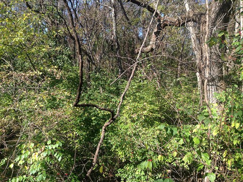 Volunteers needed at Nashville Zoo for 1st Annual Weed Wrangle. (Dale McGinnity) Volunteers needed at Nashville Zoo for 1st Annual Weed Wrangle. (Dale McGinnity)