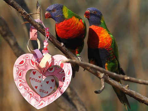 Valentine Lorikeets. (Christian Sperka)