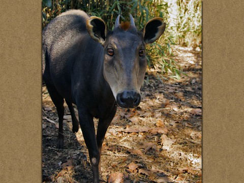 Yellow-Backed Duikers on exhibit at the Nashville Zoo. (Duiker - Bartoo)