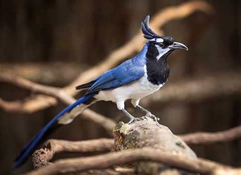 A Magpie Jay at the Nashville Zoo. ( Amiee Stubbs)