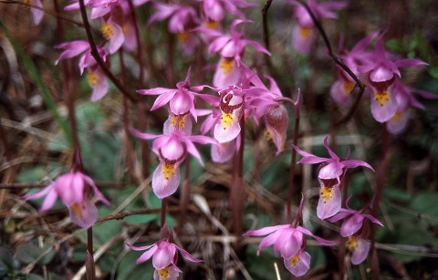 Orchids