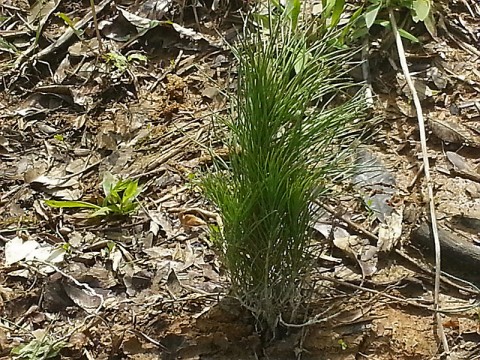 Shortleaf pines recently planted near Demumbers Bay area. (Yvonne Helton)