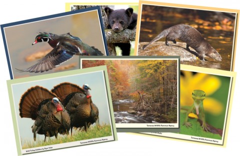 TWRA Photo Contest TWRA Photo Contest