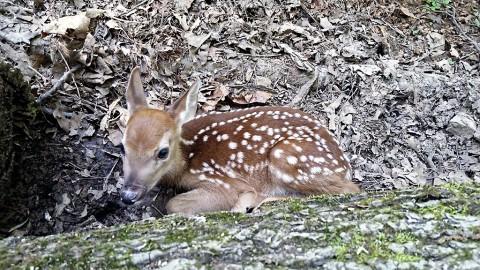 Nature Station welcomed the birth of twin fawns to one of the does in the deer enclosure in their backyard. Cautiously, their mother hides them at the bases of trees or along fallen logs, blending in with leaves and duff on the forest floor. They may be difficult to catch a glimpse of until they are a little older. (Arrianne Byrum)